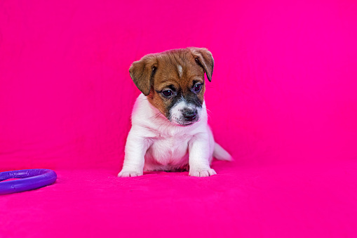 small Jack Russell terrier puppy sitting near a purple puller near a bright pink background