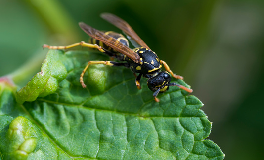 Detail of a wasp standing on green leaf