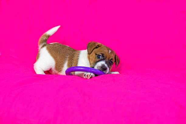 Jack Russell terrier puppy playing with a purple puller on a bright pink background