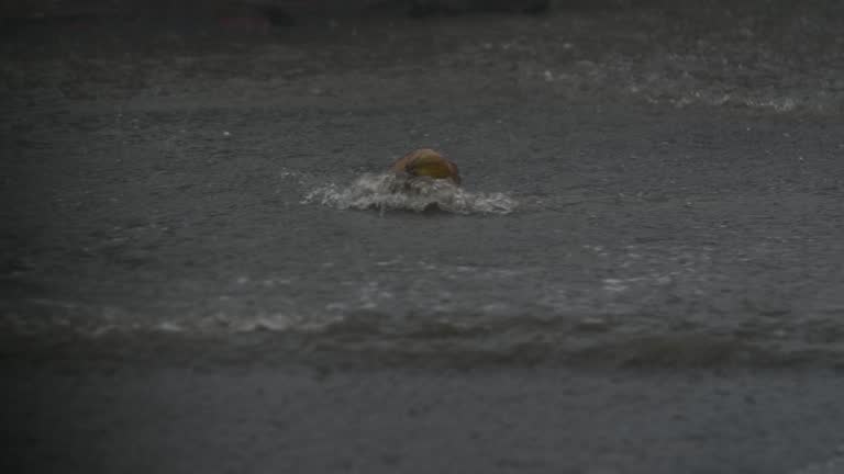 Coconut on the flood road