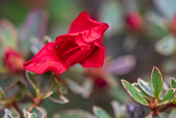 Close-up of red flower with blurred background
