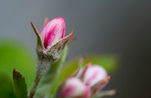 Pink flower buds of the Malus coronaria plant