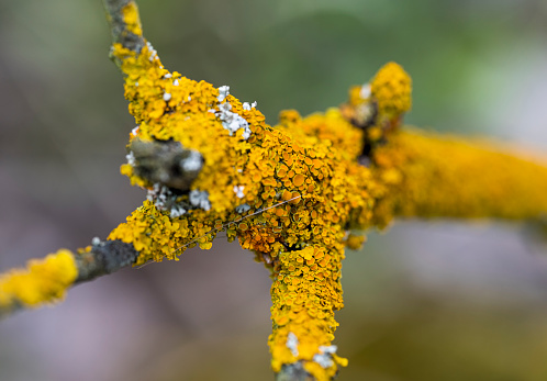 Detail of yellow lichen on a wooden branch