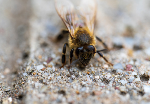Detail of a bee on concrete floor