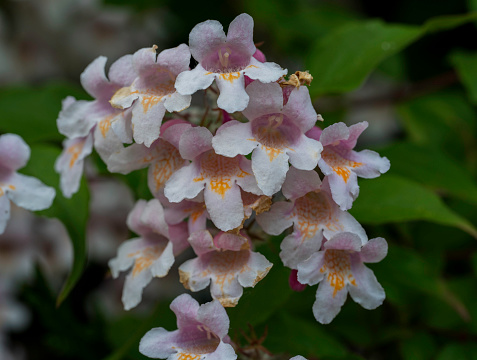 Detail of the pink and white flowers of the Kolkwitzia amabilis plant.