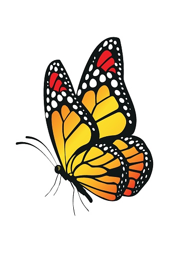 Butterflies beautiful colored , decor, isolated  vector image on white