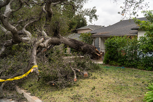 Los Angeles, California - March 25, 2021: A residential house in the La Canada suburbs covered with a fallen oak tree right after a rain and wind storm.