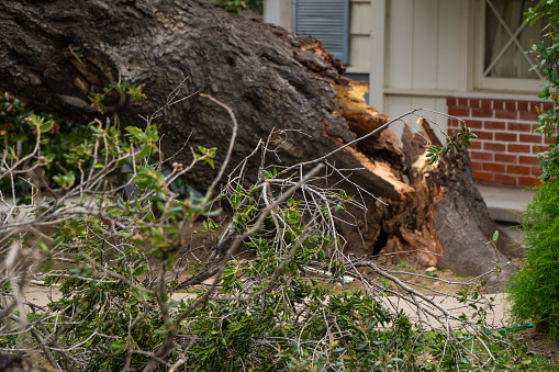 Los Angeles, California - March 25, 2021: A residential house in the La Canada suburbs covered with a fallen oak tree right after a rain and wind storm.