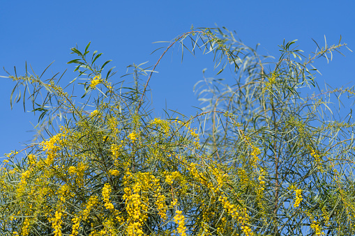 Blooming Acacia mearnsii also known as Black Wattle with ball-like round puffy creamy flowers