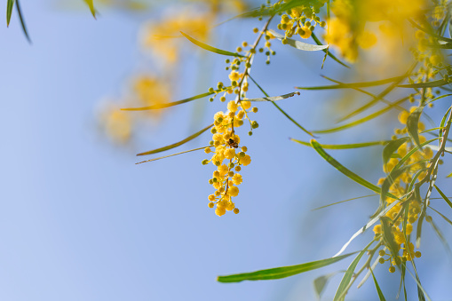 Yellow flowers of acacia saligna Golden Wreath Wattle tree