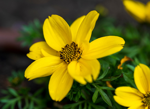 Close up of a yellow flower with green background