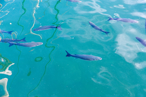 Puerto de Mazarron, Murcia - Spain - 01-18-2024: School of fish glides through the transparent waters of a calm marina