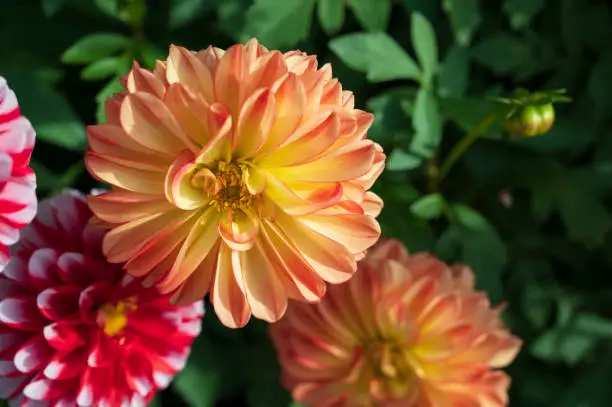 Yellow orange flower of Dahlia pinnata plant with green blurred background.