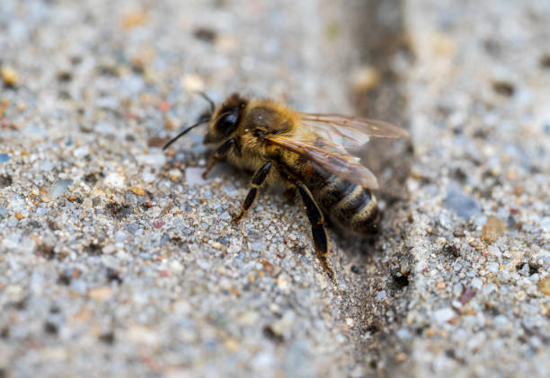 Bee on chamomile.