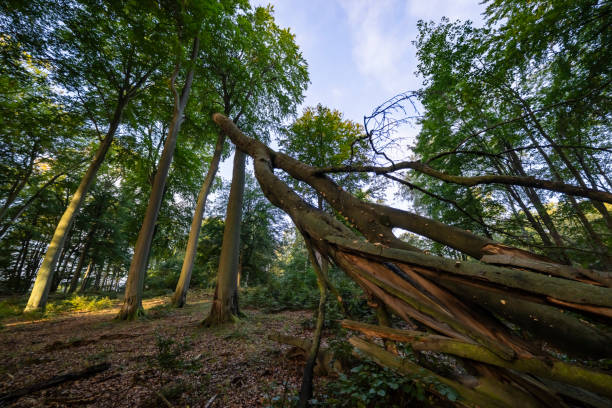 German nature, Europe
