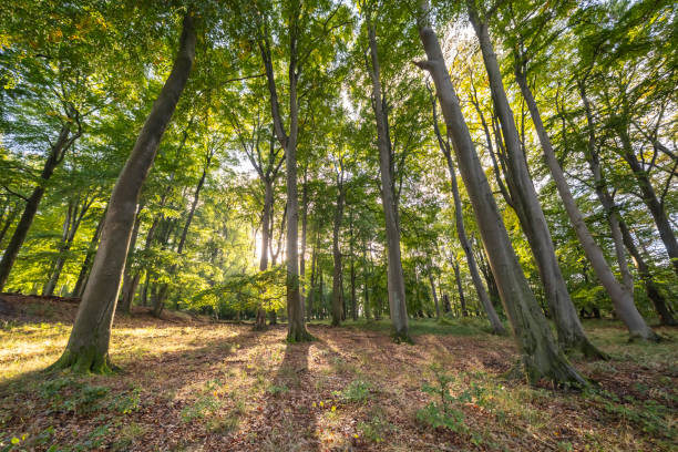 istock Scenery in the forest - Germany - Europe 2078263541
