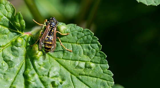 Detail of a wasp on a green leaf with a blurred background.