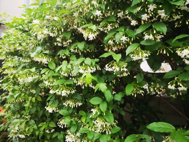 istock Orange jessamine, Murraya paniculate white flower blooming in garden nature background 2078268120