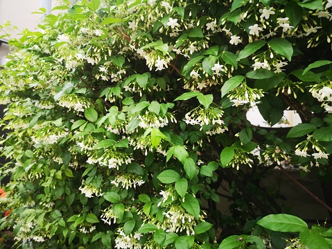 Orange jessamine, Murraya paniculate white flower blooming in garden nature background