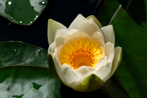 Detailed close up of one white water lily in sunlight, growing among green leaves in a lake