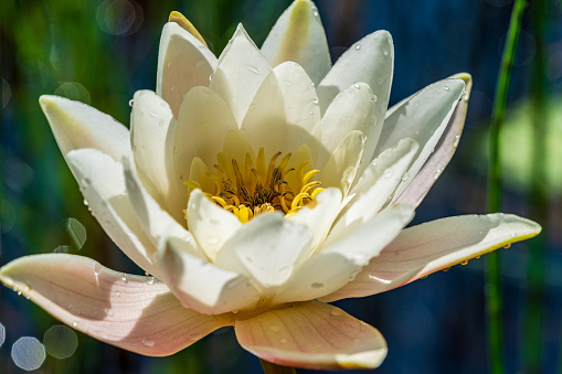 Detailed close up of a beautiful  single white waterlily glowing in bright sunlight