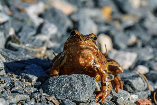 Detailed close up portrait of a brown speckled leaf frog in sunlight, looking at the camera