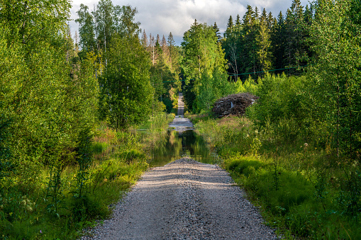 Dirt road in a lush green forest in Sweden, flooded by rain water