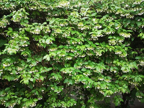 Orange jessamine, Murraya paniculate white flower blooming in garden nature background