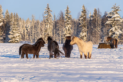 Group of Icelandic horses standing in deep snow in a winter pasture. in a beautiful winter sunlight
