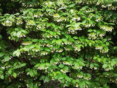 Orange jessamine, Murraya paniculate white flower blooming in garden nature background