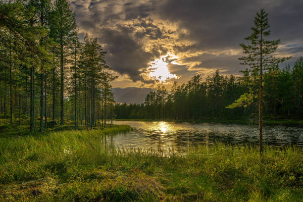 istock Summer view in the evening from a small forest lake in Sweden 2078269869