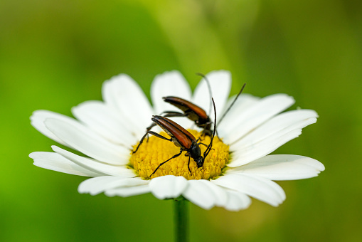Detailed close up of two beetles sharing the same Marguerite flower