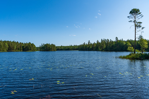 Water lilies on the Priesterbäker lake in Meccklenburg-Vorpommern