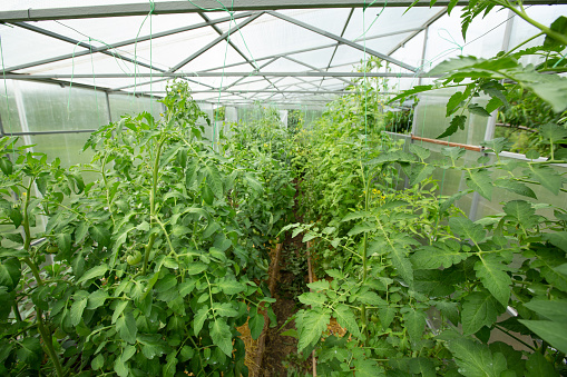 Blooming tomato sprouts in a greenhouse in summer.