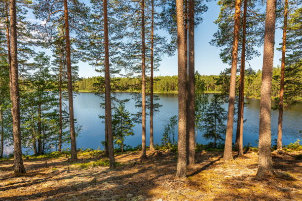 istock View from a small lake in a pine forest in Sweden 2078270285