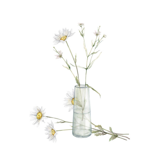 水彩画の白い花のデイジー。ガラス瓶に入ったカモミールの手描きイラスト。孤立した背景に白い花の花束。花柄のイラストを描いています。花瓶のフィールドブーケ - chamomile plant glass nature flower点のイラスト素材／クリップアート素材／マンガ素材／アイコン素材