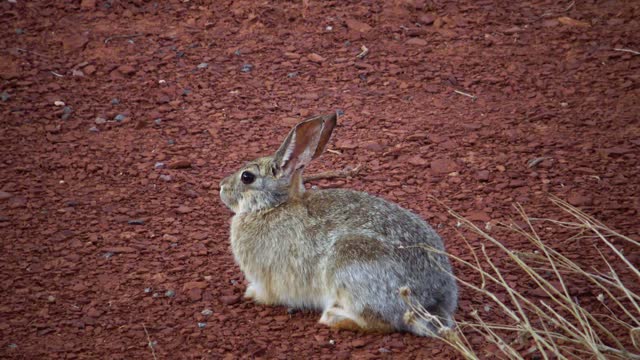 Rabbit in the wilds in Utah, USA