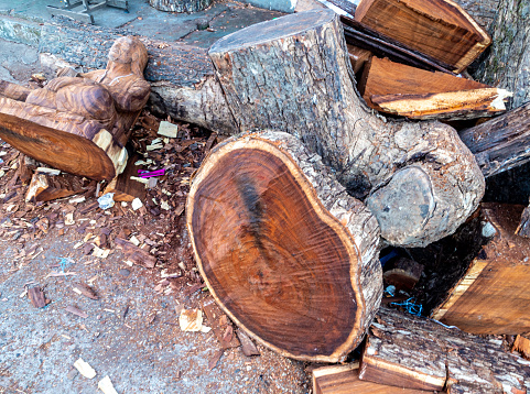 The large logs were cut into pieces prepared for carving