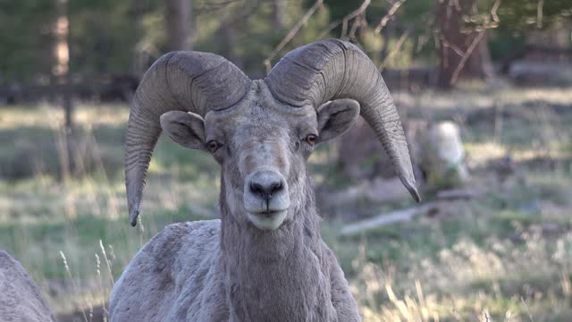 BIGHORN SHEEP (OVIS CANADENSIS).  The California bighorn sheep is at home in rugged mountainous areas.