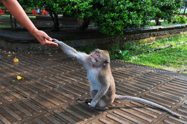 istock Monkey Forest, Bali Zoo, Indonesia 2078311664