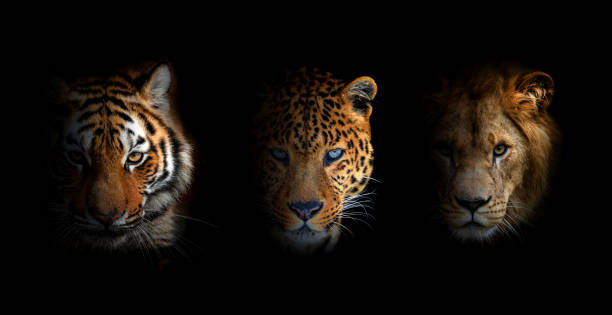istock Portrait Lion, tiger and leopard, together on a black background 2078312230