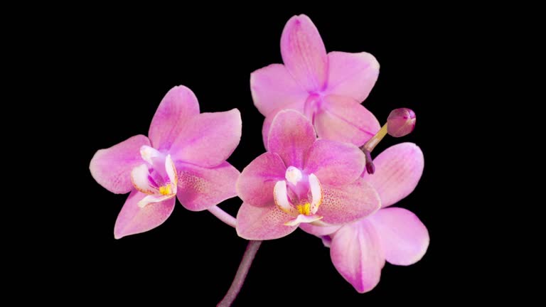 Opening Beautiful Pink Orchid Phalaenopsis Flower