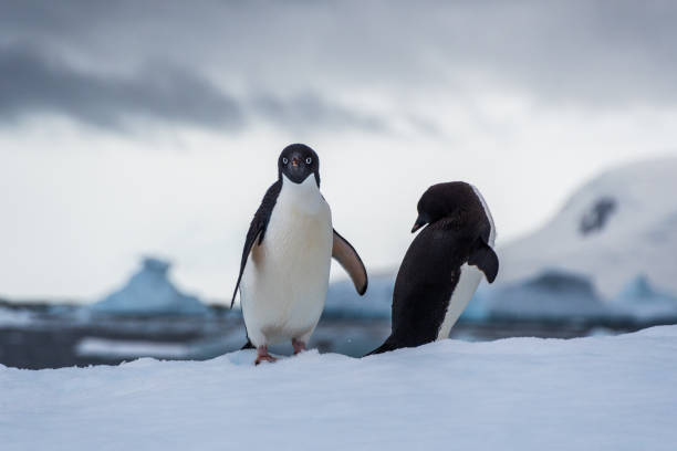 istock Adelie Penguin standing on an iceberg 2078314093