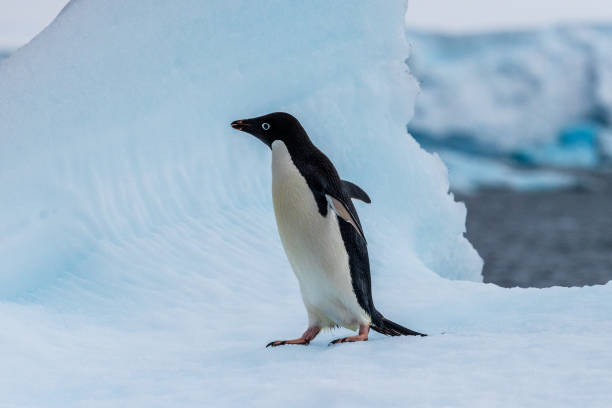 istock Adelie Penguin standing on an iceberg 2078314510