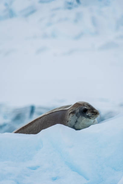 istock Close-up of a Weddell seal 2078314552