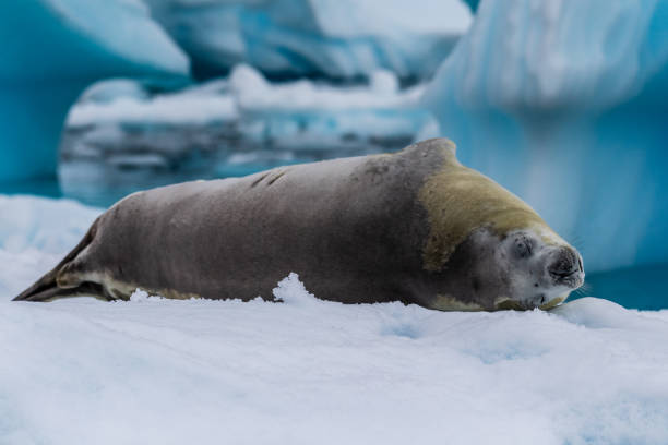 istock Crabeater Seal resting on a sheet of ice 2078315071