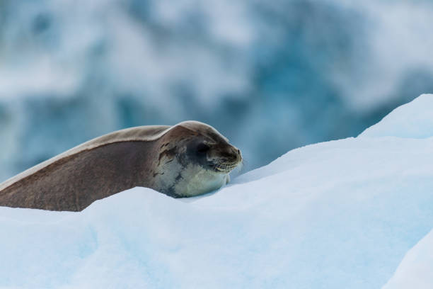 istock Close-up of a Weddell seal 2078315082