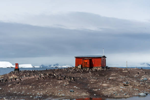 istock Gentoo Penguin Colony at Sierra Cove 2078315089