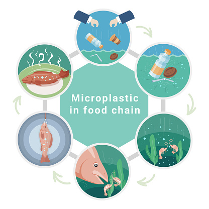 Microplastic in food chain plastic waste life cycle diagram scheme isometric vector illustration. Ocean water marine fish environment pollution harmful impact on human health toxic garbage in seafood