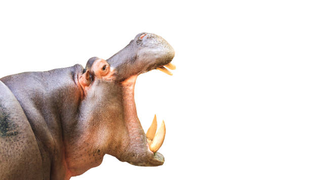 Hippopotamus on white with dirty feet